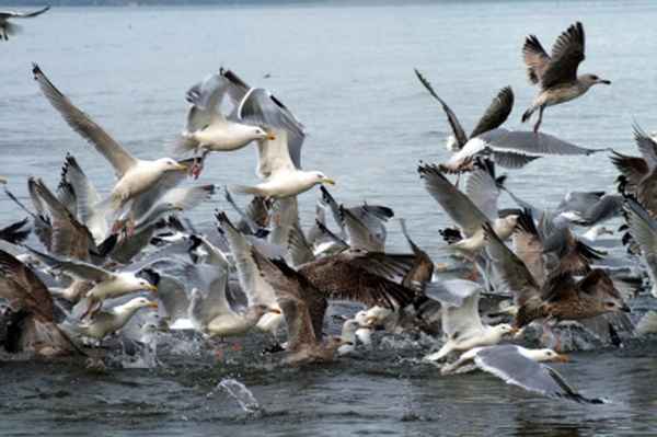 Abflug oder die Vögel I