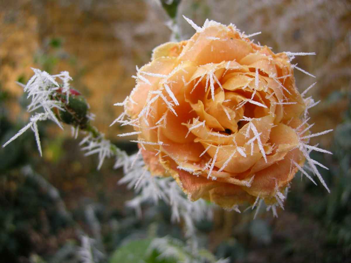 Rose in eisiger Umgebung