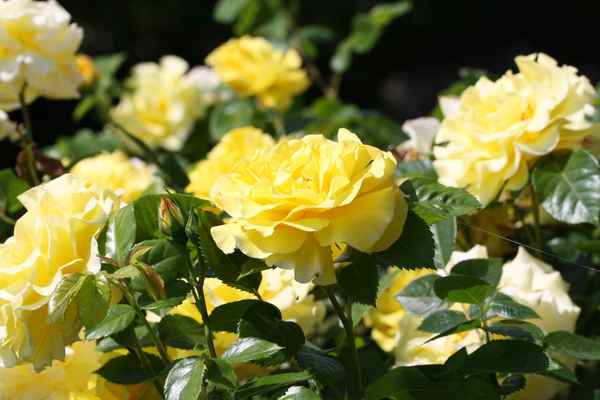 In voller Blüte
