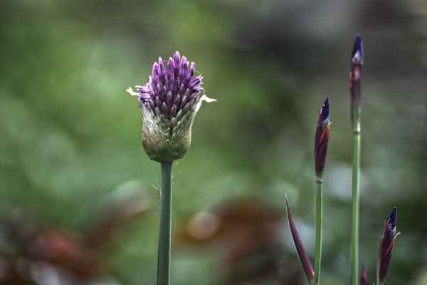 Lauch im Garten