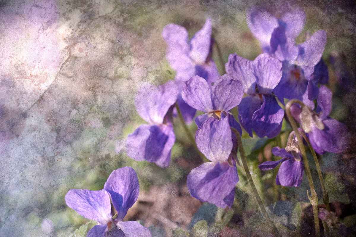 Von der Natur abgemalt