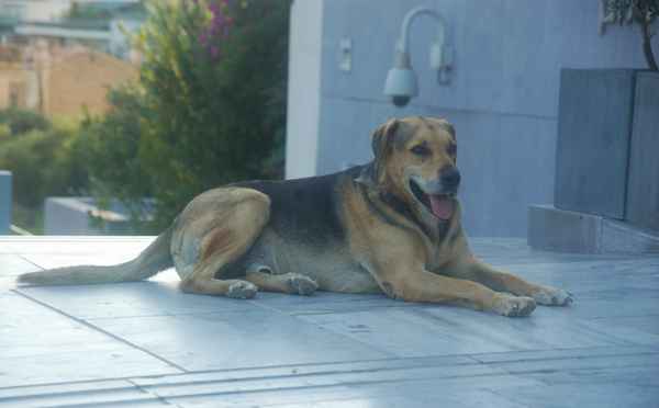 Hund (Akropolis Museum)