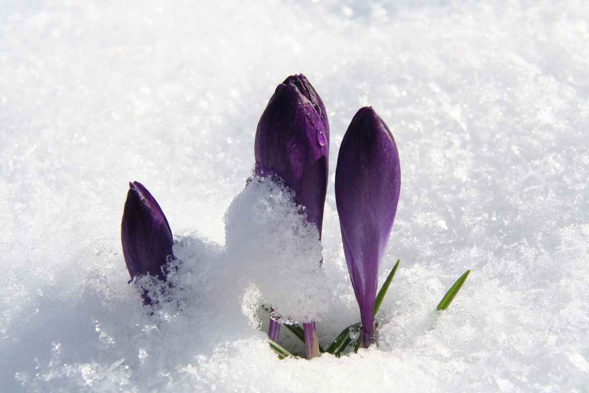 Frühlingserwachen 2008 Teil 3