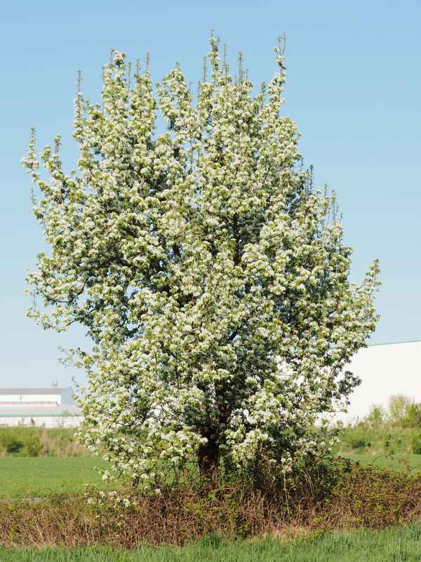 birnbaumblüte 2018