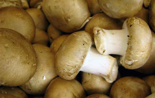 Champignons braun
