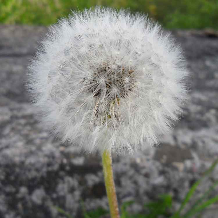 Pusteblume 1