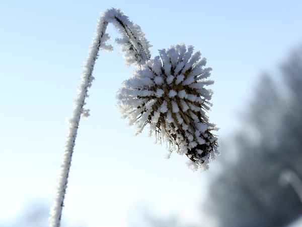 rauhe distel