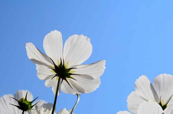 Sommerblüten 02