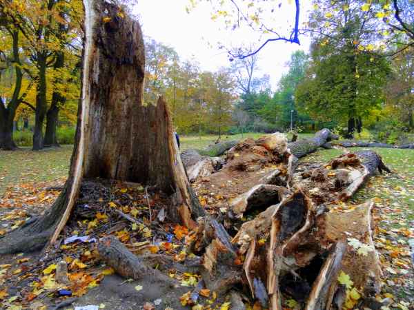Abgebrochener Baum