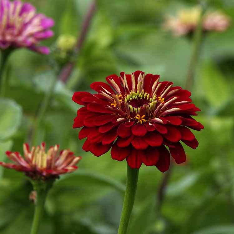 Zinnien 2