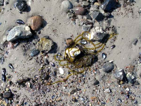 Steine und Schlickfaden am Strand