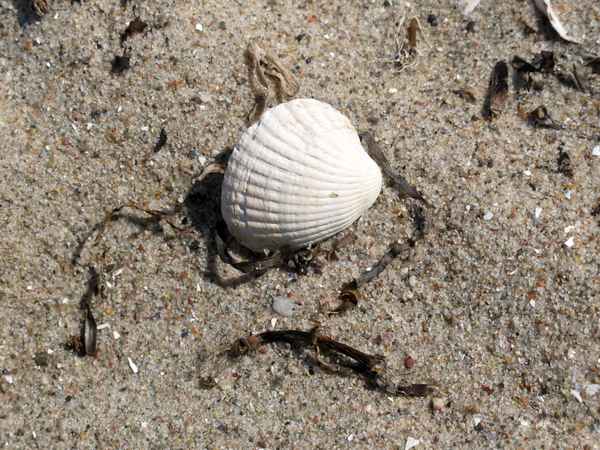 Muschel am Meer