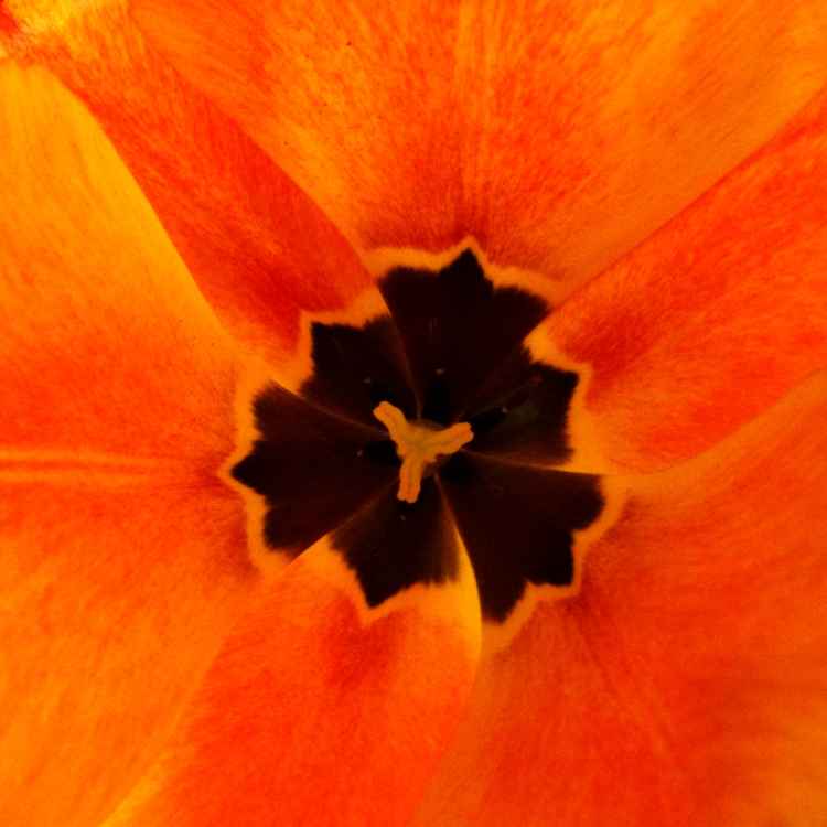 Omas Tulpe