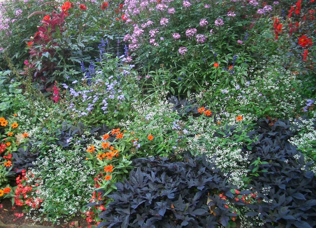 blühender Garten