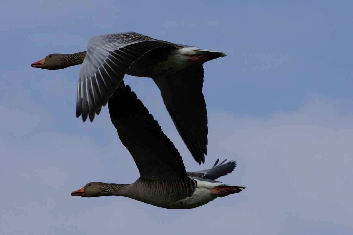 Graugänse im Paarflug