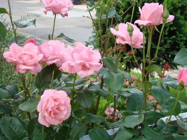 Rosen in rosa