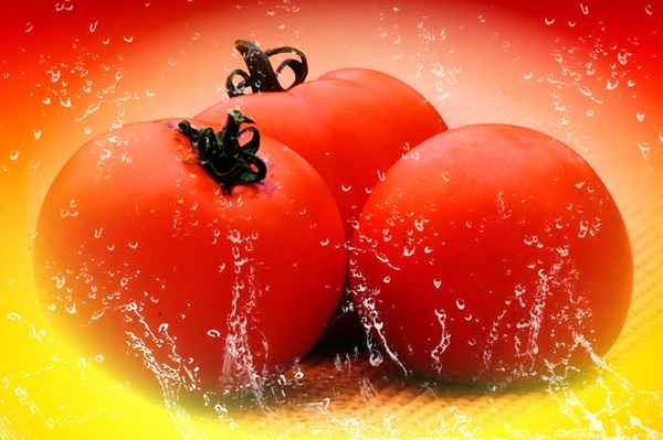 frische Tomaten