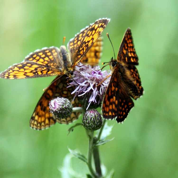 Schmetterlinge auf einer Blüte