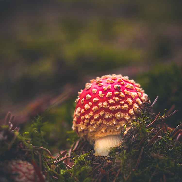 young fly agaric