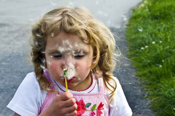 Pusteblume
