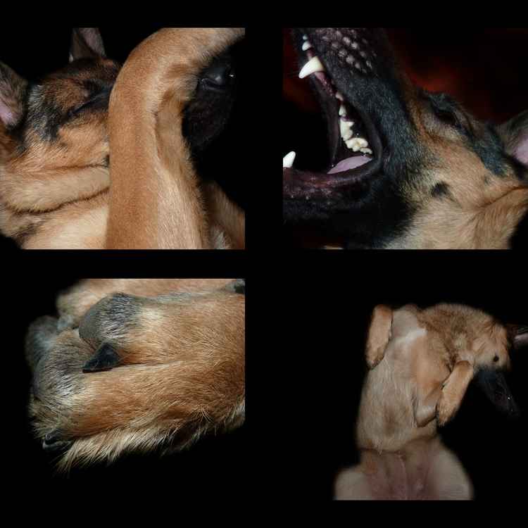 Collage Schäferhund