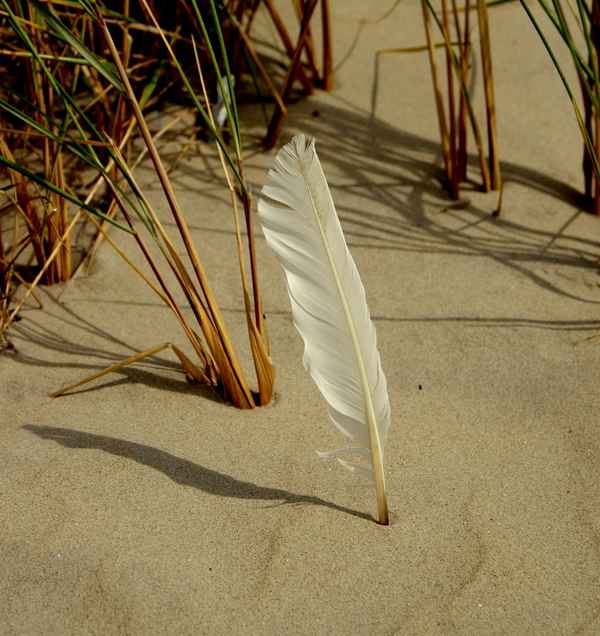 Feder und Düne - Endlich Sommer - 71
