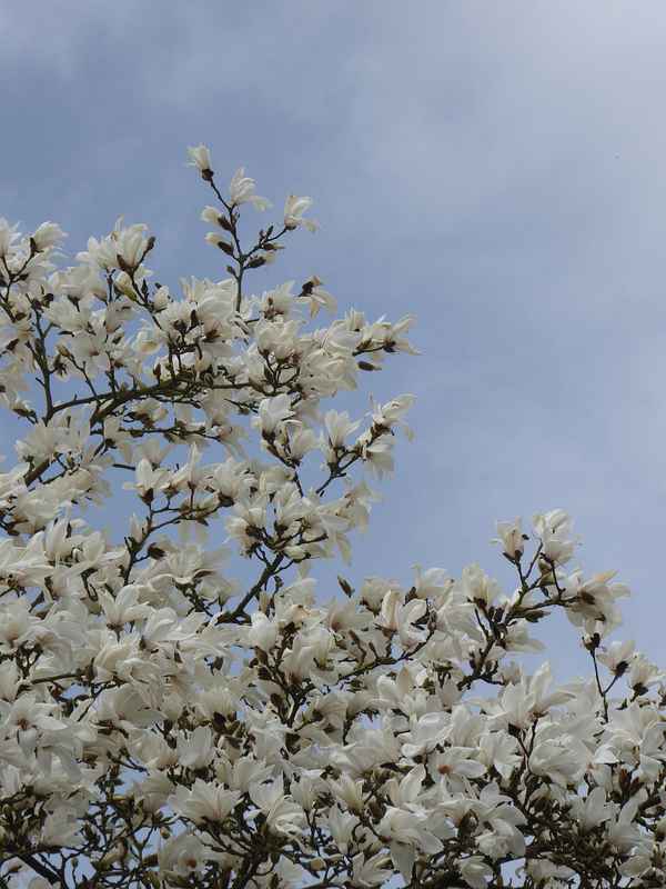 Weiße Magnolienblüten gegen den blassblauen Himmel