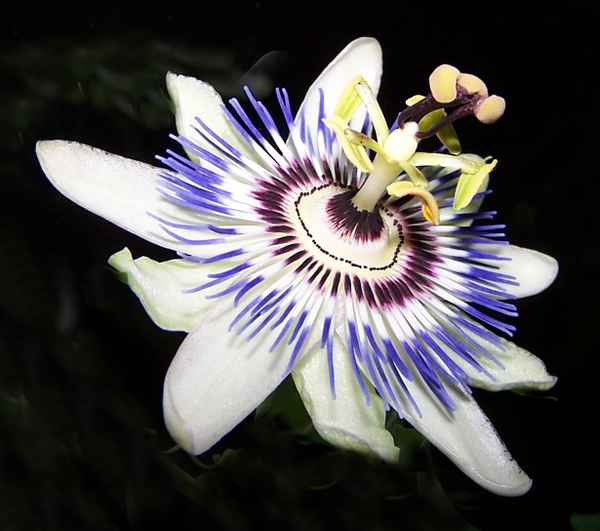 Passions-Blüte_1