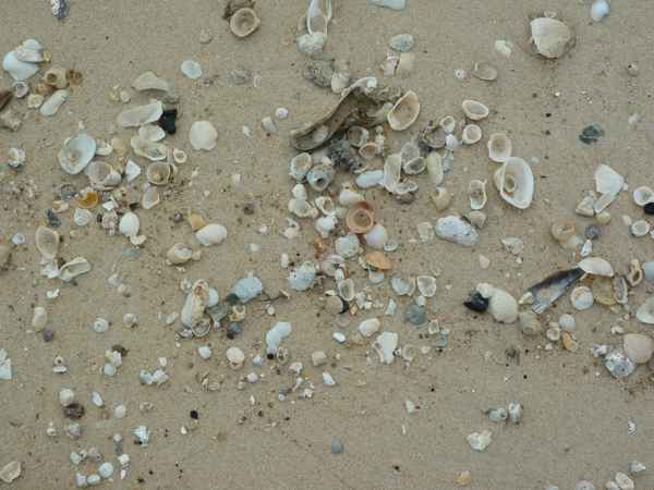 Friedhof der Muscheltiere / Foto: Alexander Hauk