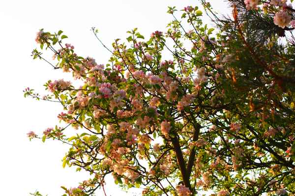 den sonnenaufgang eingefangen