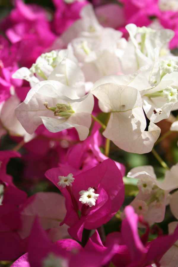 Bougainvillea