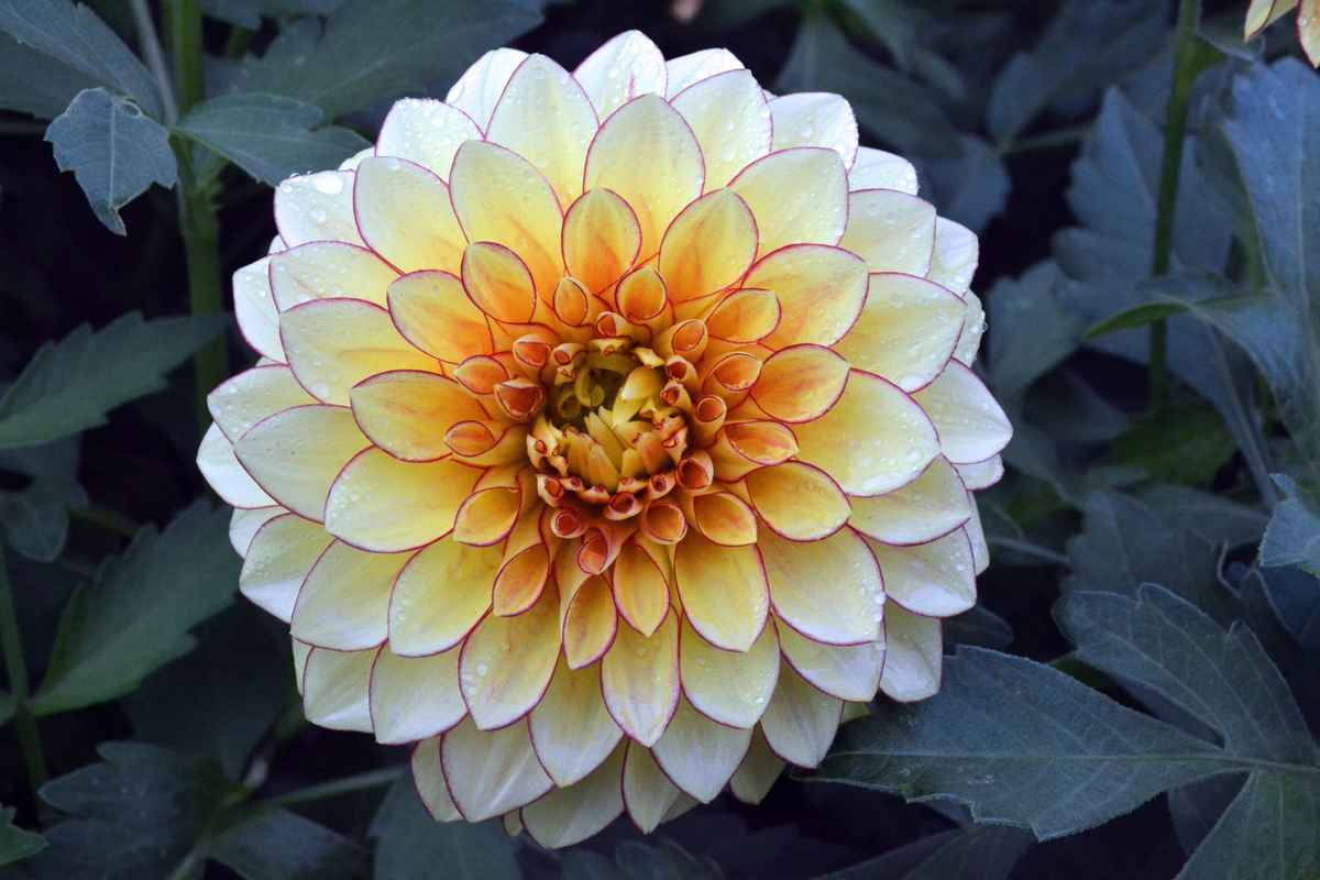 Dahlie