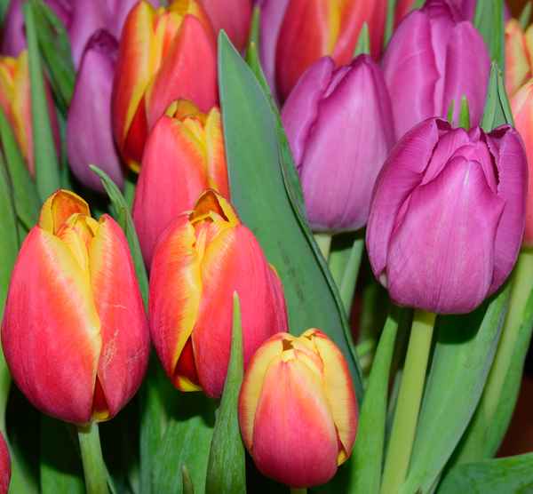 Tulpen
