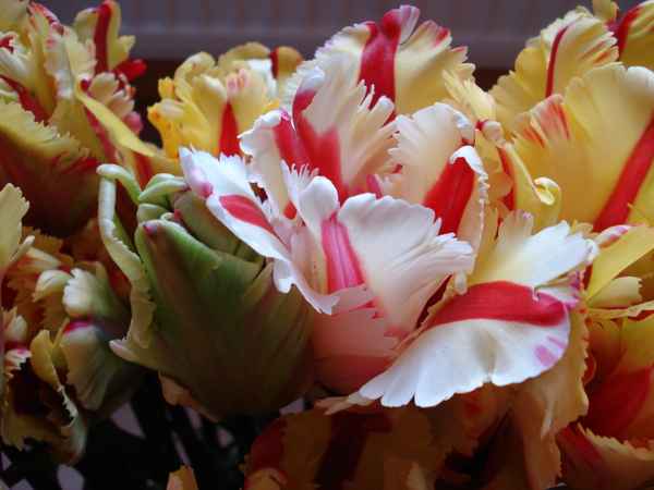 Tulpen 2