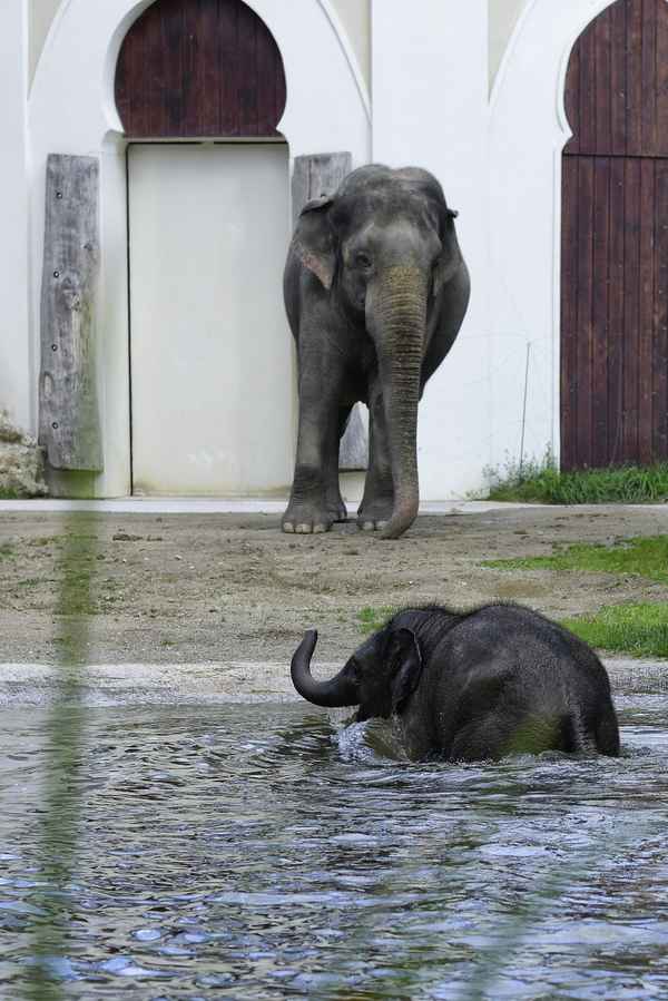 Elefantenbaby beim Baden IV