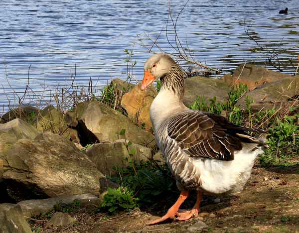 "DU SCHON WIEDER?"