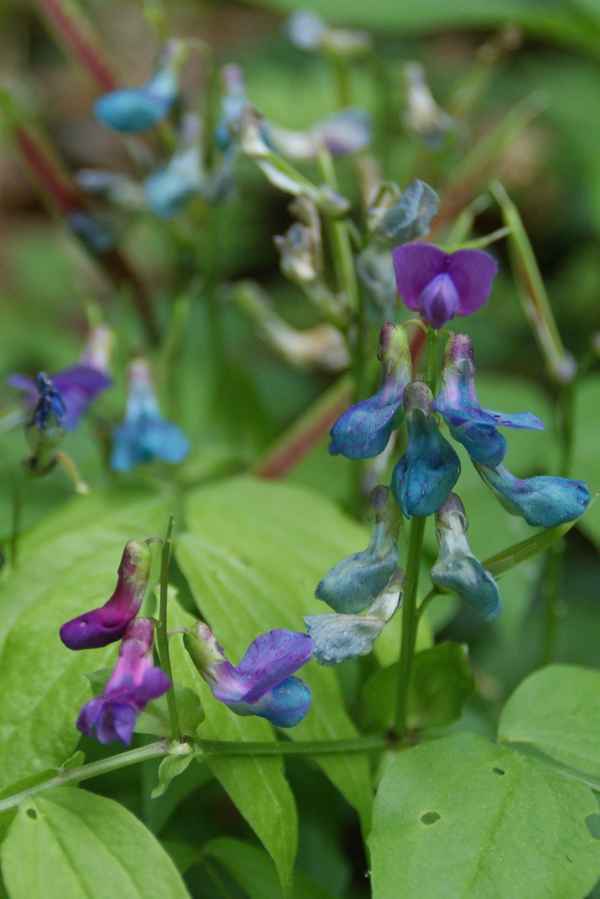 Erbsenblüte türkis