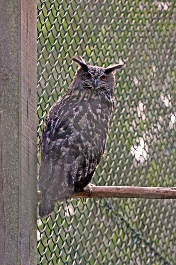 Der Uhu Hinter Gitter