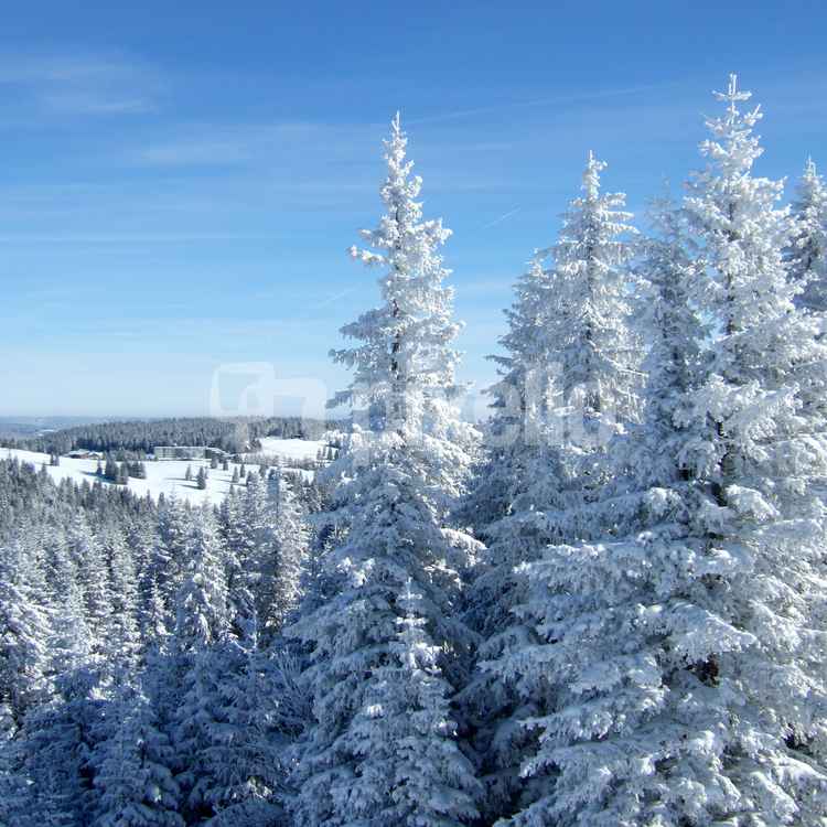 Schwarzwald-Winterzauber am Feldberg