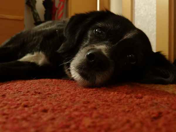 Unser Hund ist müde