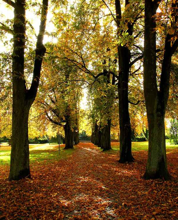 KASTANIENALLEE