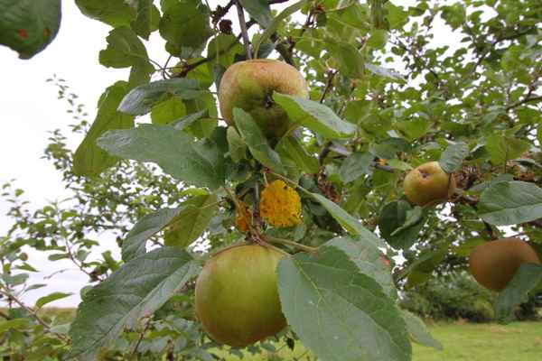 Kurz vor der Apfelernte