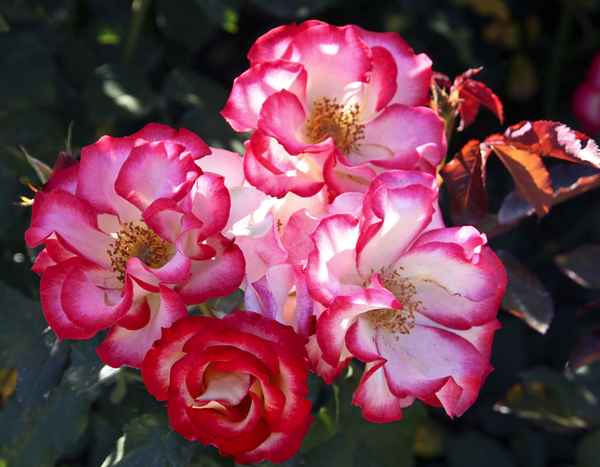 Blühende Heckenrosen