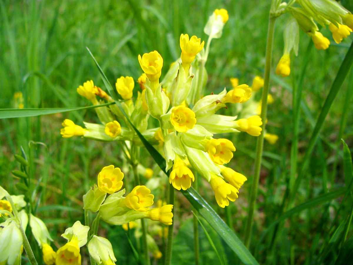 Schlüsselblume