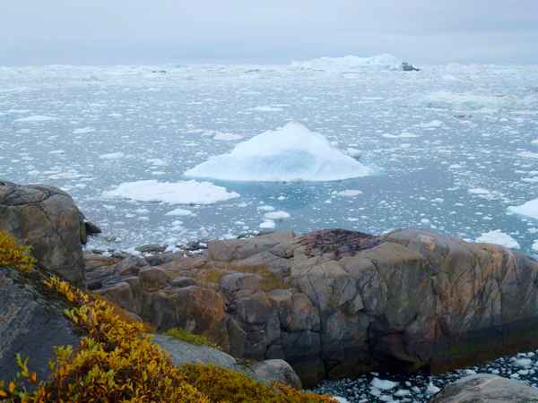 Eisberge vor Ilulissat  ( Grönland )