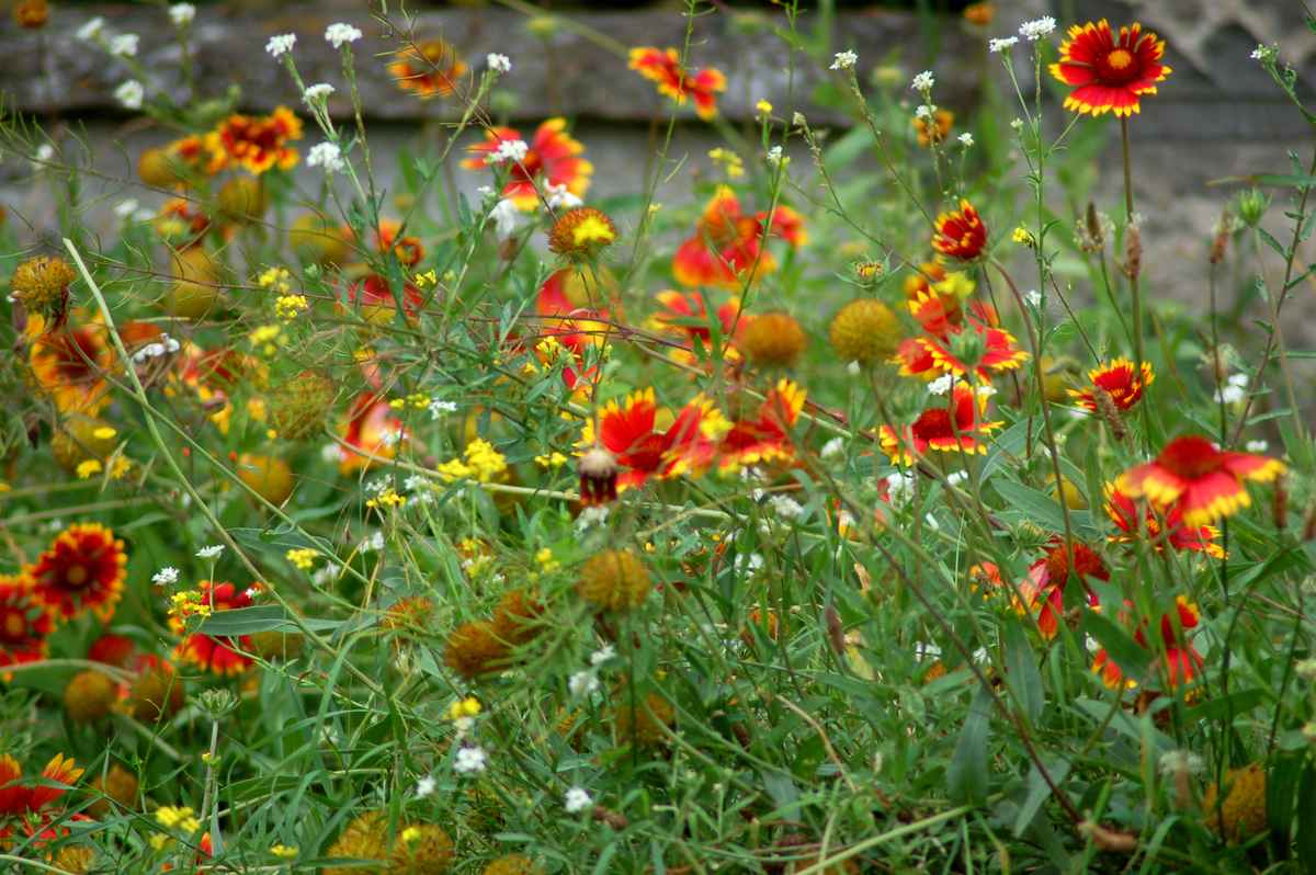 Blumenwiese