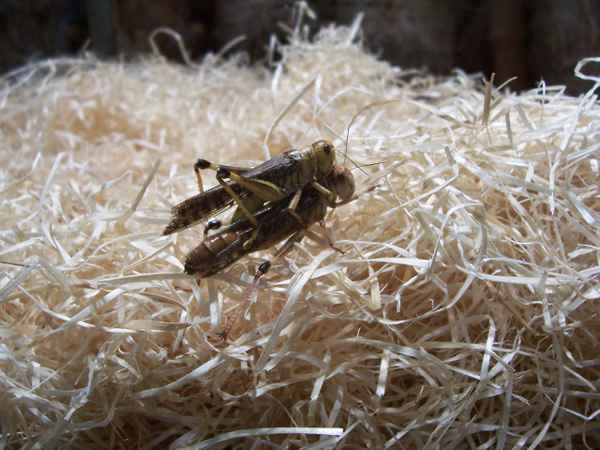 Heuschrecken bei der Paarung