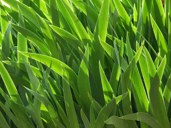 Blattgrün mit Kontur