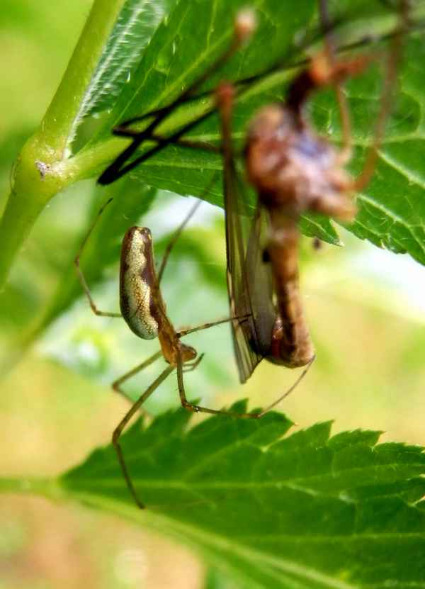 FRESSEN UND GEFRESSEN WERDEN