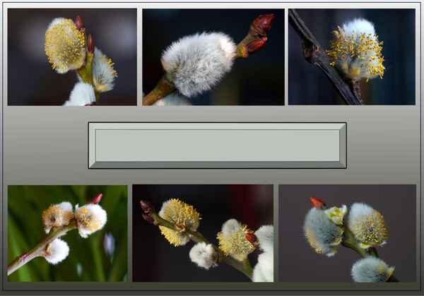 Vorlage für den Frühling Wünschen